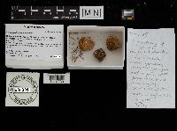 Scleroderma citrinum image