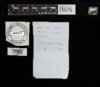 Mycorrhaphium adustum image