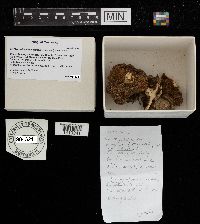 Mycorrhaphium adustum image