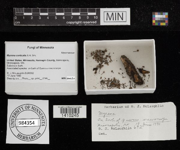 Mycena corticalis image