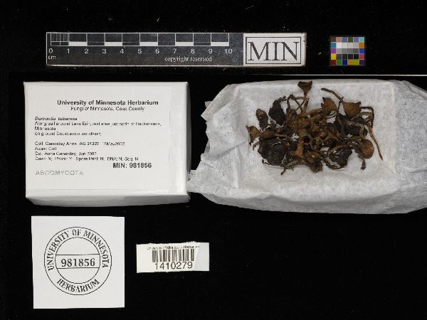 Dumontinia tuberosa image