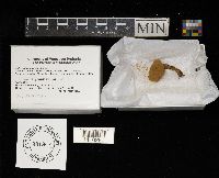 Asterophora lycoperdoides image