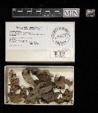 Rhytisma americanum image