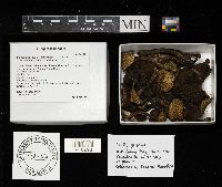 Suillus grisellus image