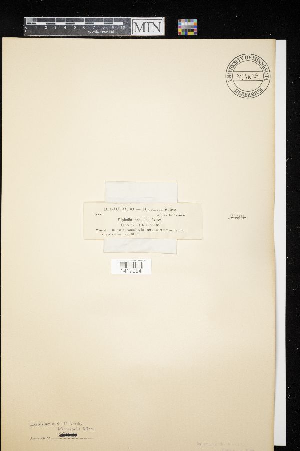 Sphaeropsis sapinea image