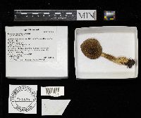 Amanita crocea image