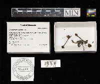 Auriscalpium vulgare image