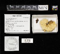 Lenzites elegans image