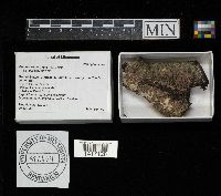 Peniophora rufa image