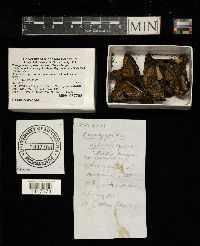 Paragyrodon sphaerosporus image