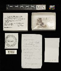 Gyroporus purpurinus image