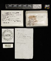 Marasmius delectans image