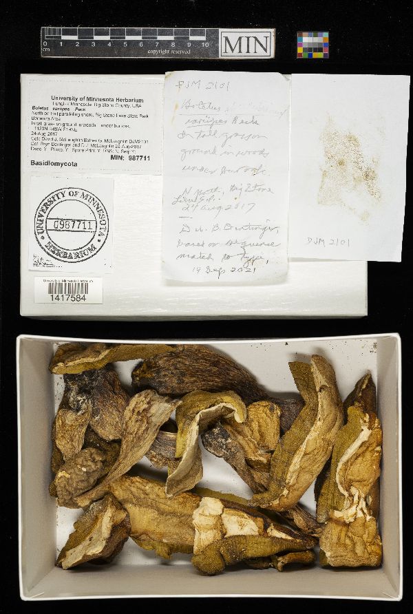 Boletus variipes image
