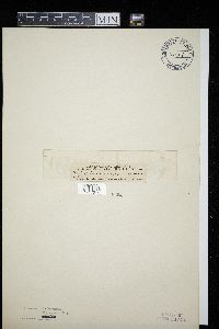 Ascochyta chenopodii image