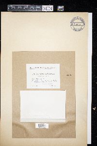 Diplozythia scolecospora image