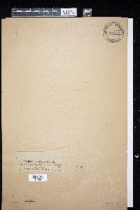 Media resource of Asteroma alneum