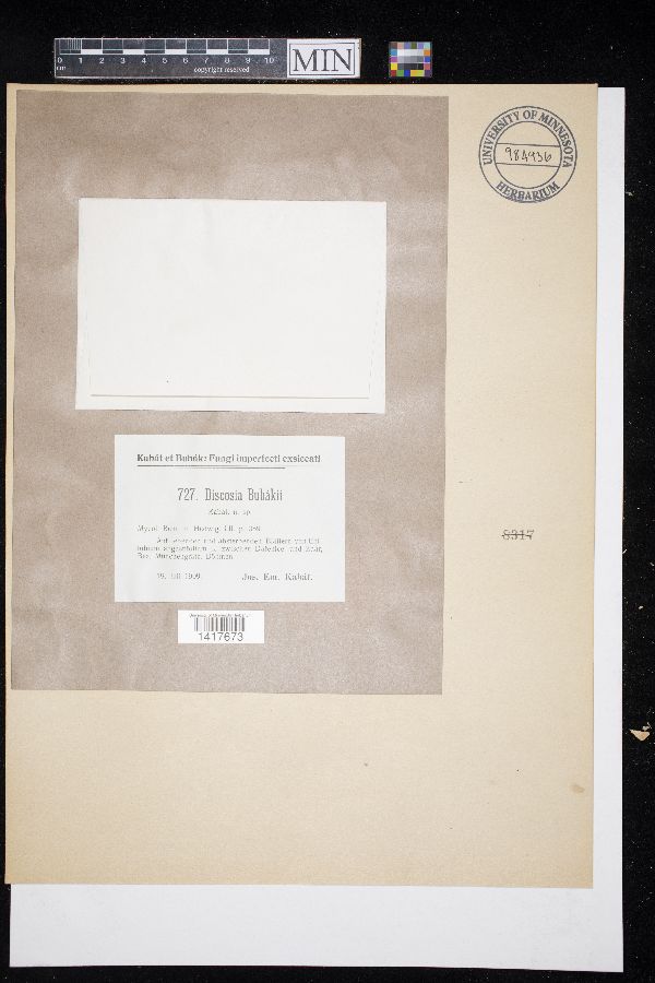 Amphisphaeriaceae image