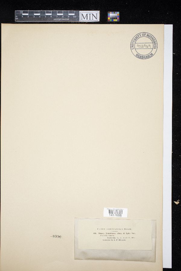 Discula brenckleana image