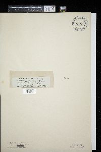 Dothidea epilobii image