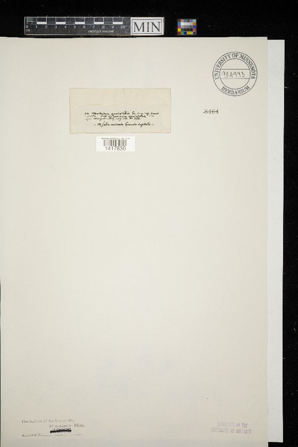 Dothidea genistalis image