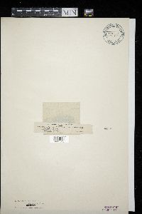 Plectocarpon lichenum image