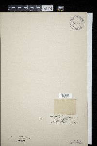 Parodiella perisporioides image