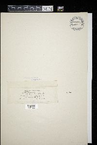 Heterodoassansia hottoniae image