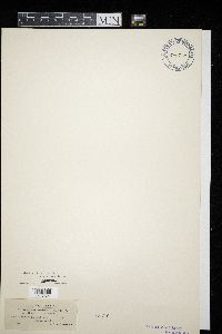 Heterodoassansia hottoniae image