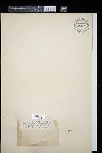 Doassansiopsis deformans image