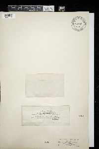 Doassansiopsis deformans image