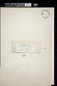 Doassansiopsis deformans image
