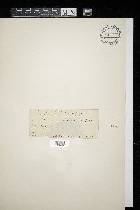 Doassansiopsis deformans image