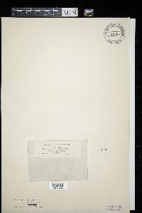 Doassansiopsis deformans image