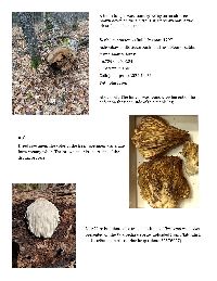 Hericium erinaceus image