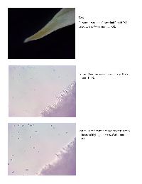 Hericium erinaceus image