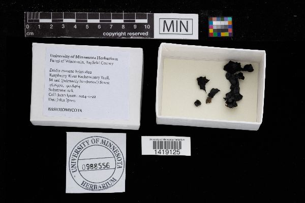 Exidia crenata image