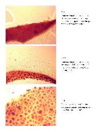 Exidia crenata image