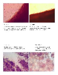 Exidia crenata image