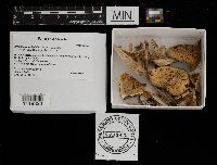 Amanita populiphila image