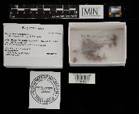 Marasmius siccus image