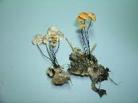 Marasmius siccus image