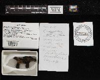 Paragyrodon sphaerosporus image