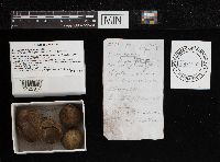 Lycoperdon atropurpureum image