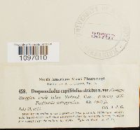 Drepanocladus capillifolius image