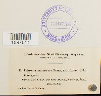 Fabronia ciliaris image