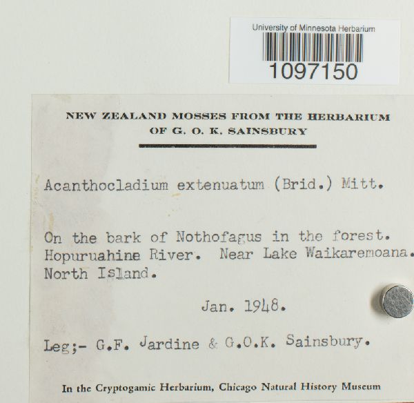 Acanthocladium extenuatum image