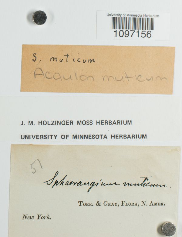 Acaulon muticum image