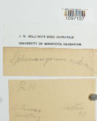 Acaulon muticum image
