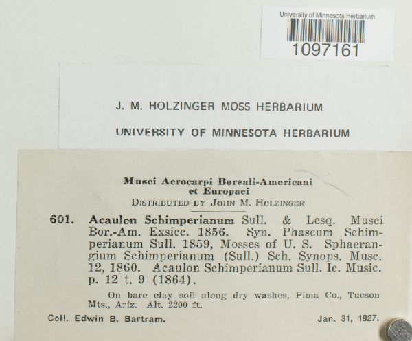 Acaulon schimperianum image