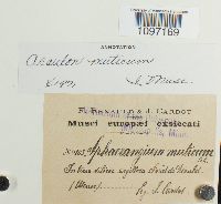 Acaulon muticum image